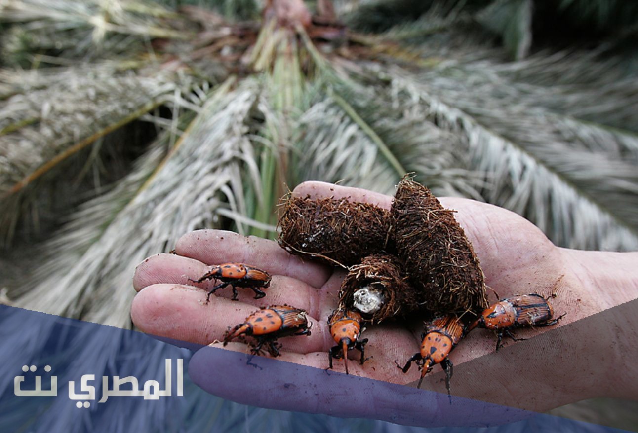 ما هي السوسة الحمراء التي تصيب النخيل