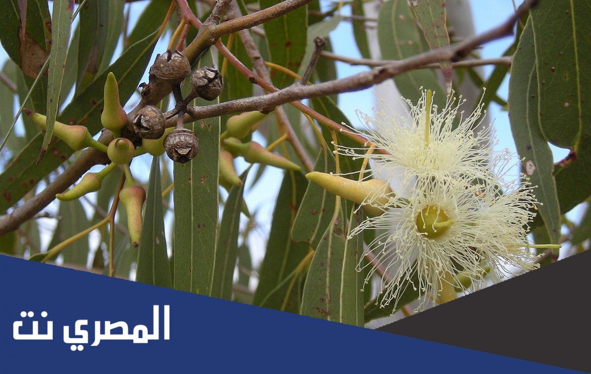 ما هي الشجرة التي تستعمل قشورها لعلاج الحمى والملاريا ؟