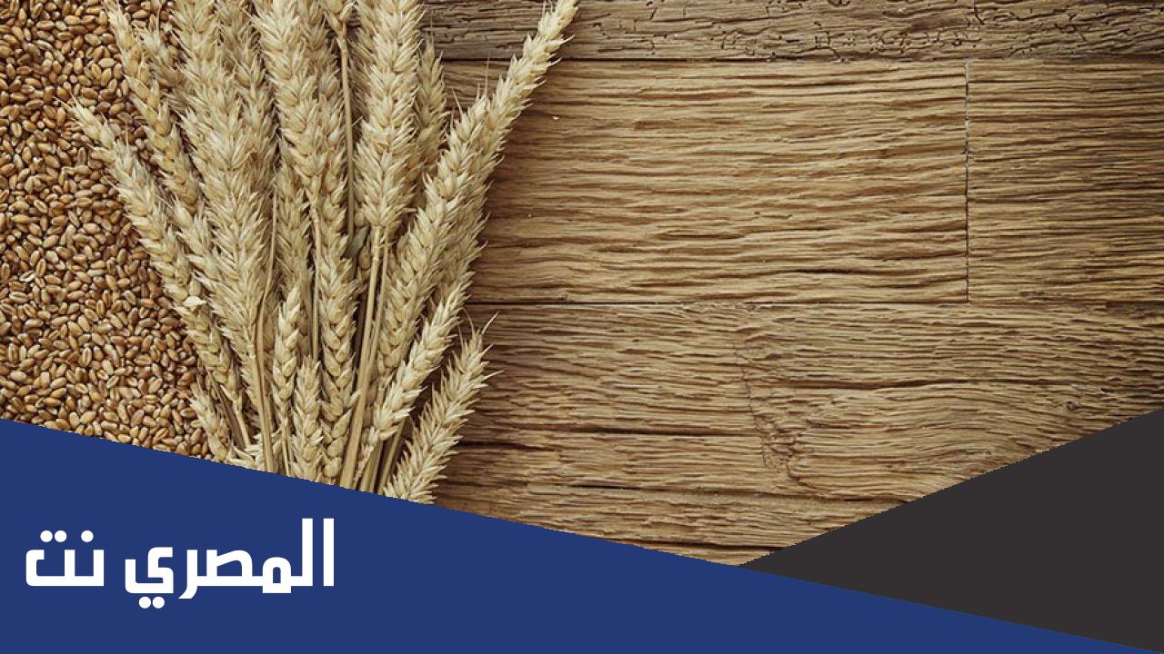 ما هي العوامل المؤثرة بتحسس القمح