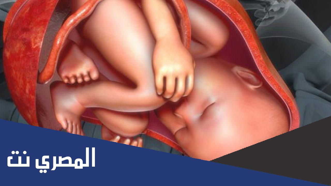 ما هي المشيمة وما وظيفتها