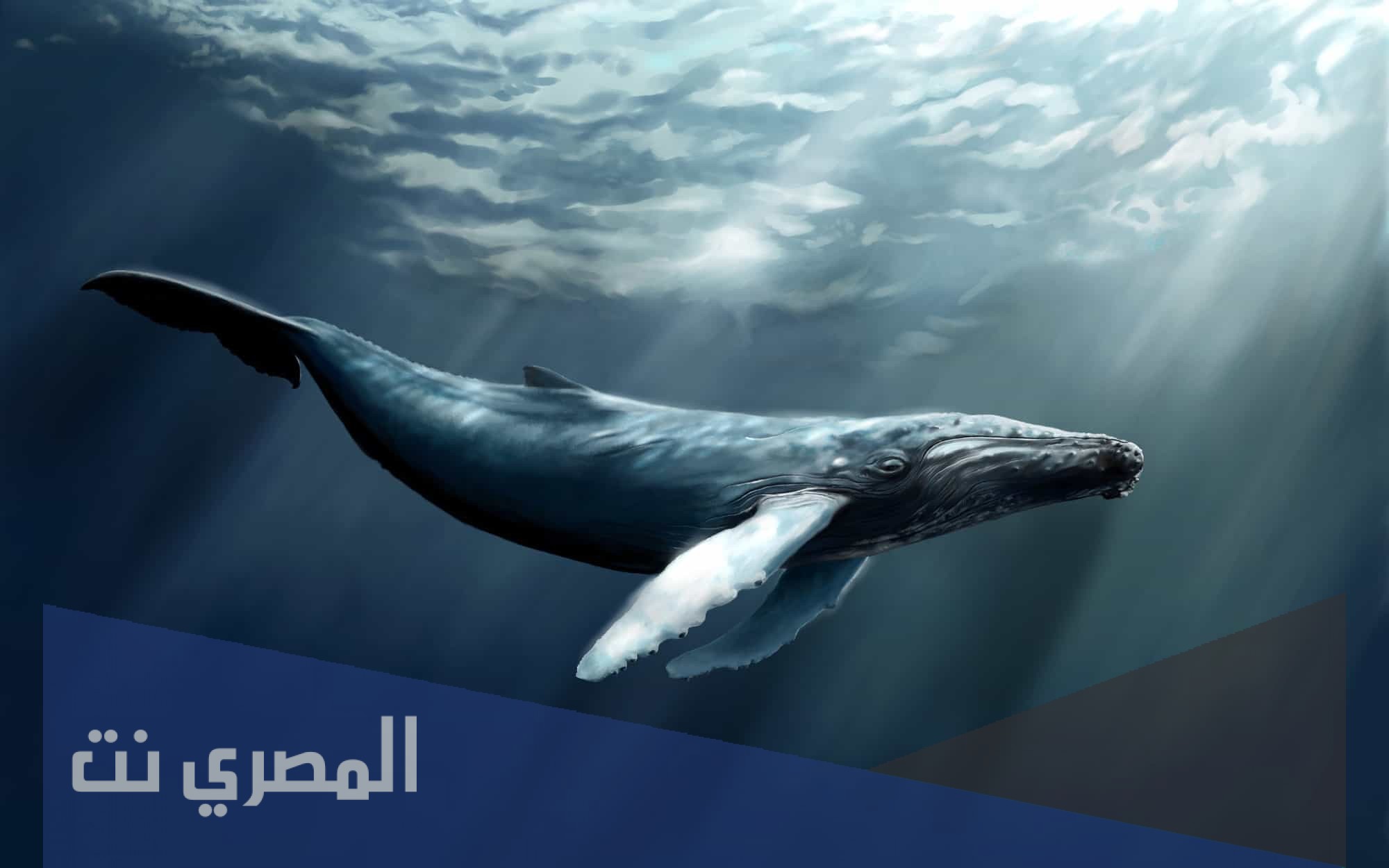 ما هي ثالث أكبر الحيتان حجمًا