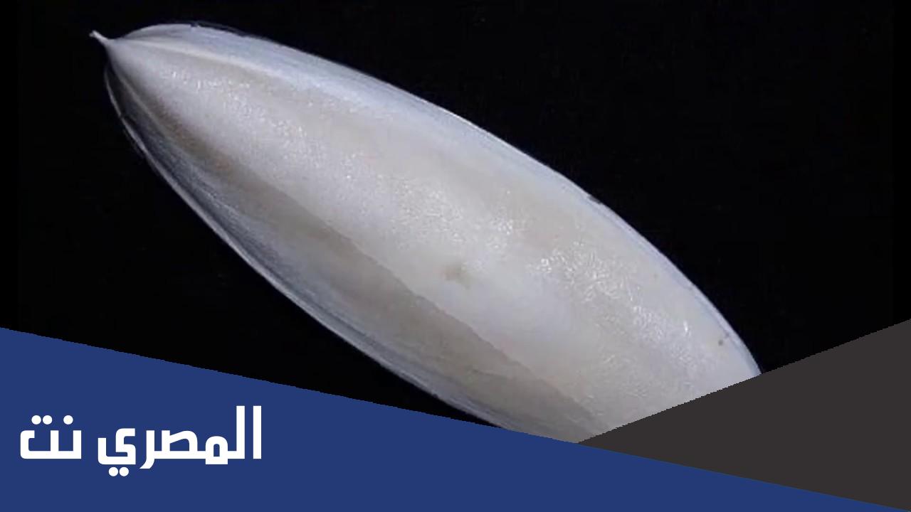 ما هي فوائد لسان البحر ؟