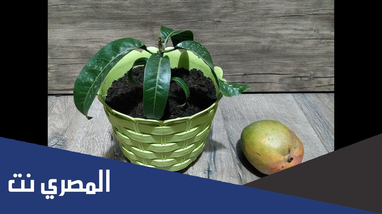 ما هي مراحل نمو شجرة المانجو