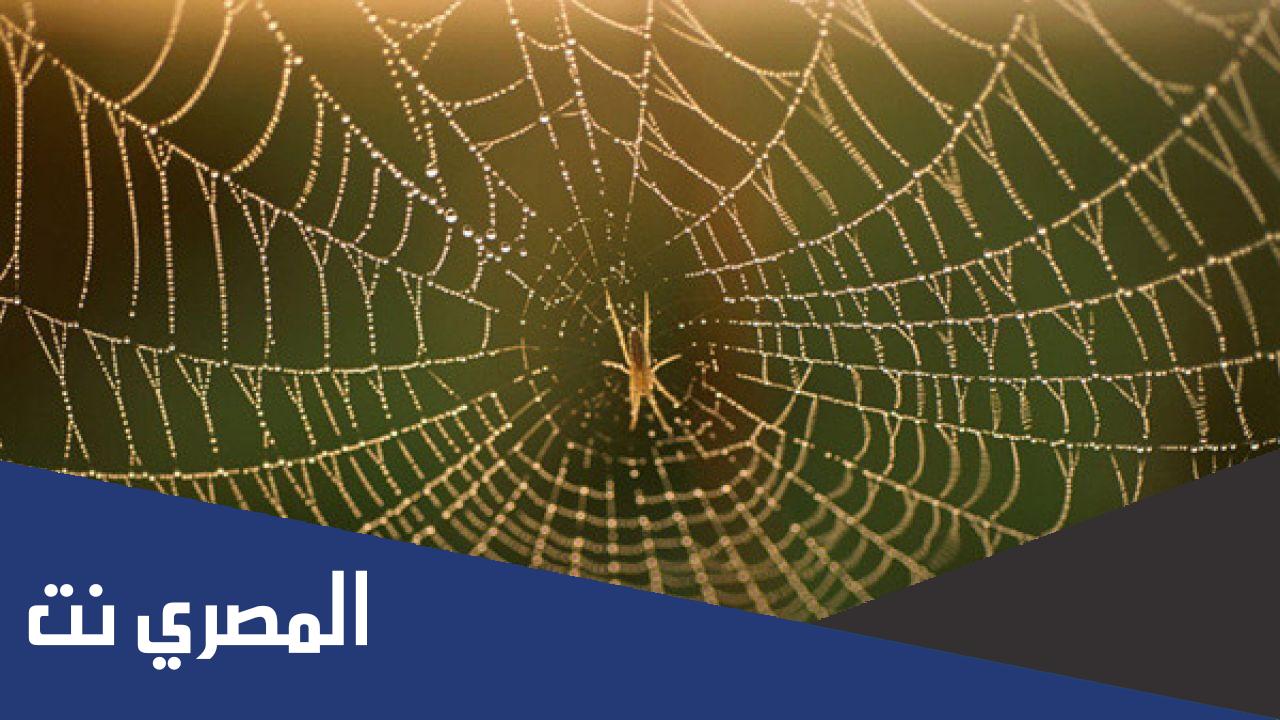ماذا يسمى بيت النمل والعناكب ؟