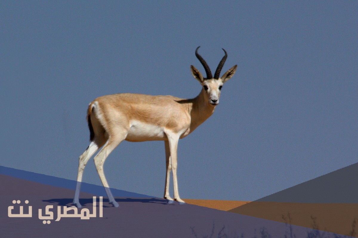 ماذا يسمى صوت الغزال