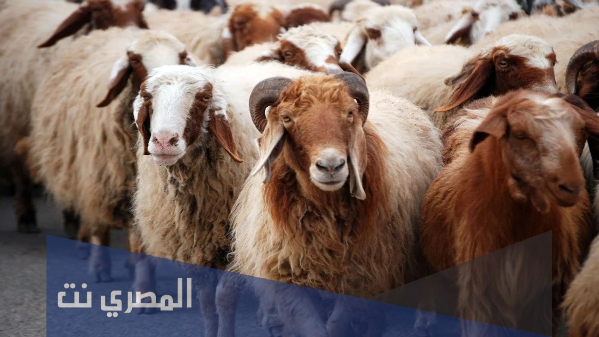 ماذا يقال عند ذبح الأضحية عن الميت