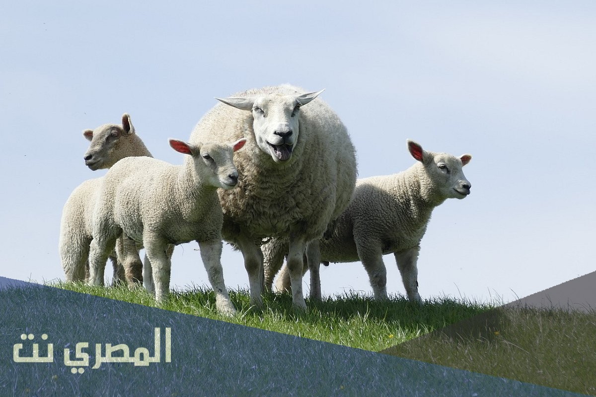 متى ينتهي ذبح الاضاحي