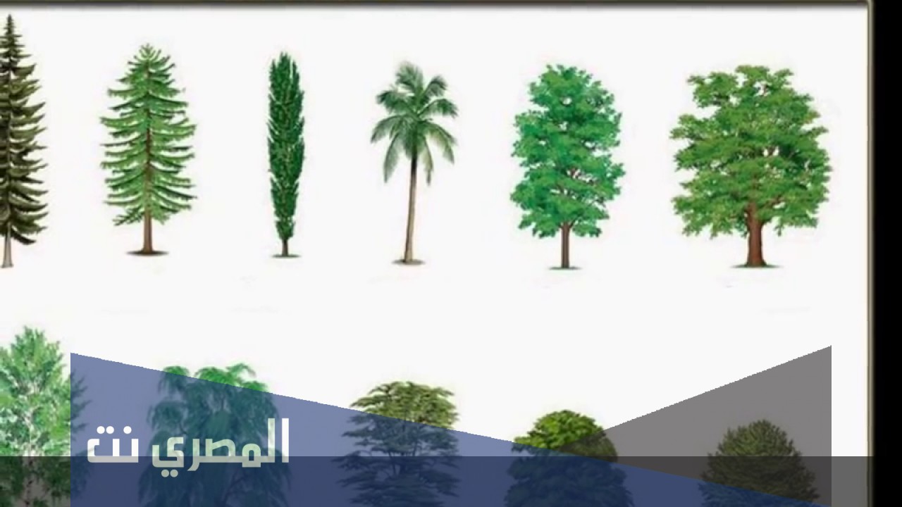 معلومات عامة عن انواع الاشجار