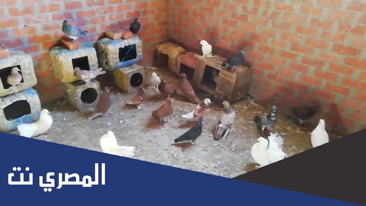 معلومات عن الحمام وتربيته