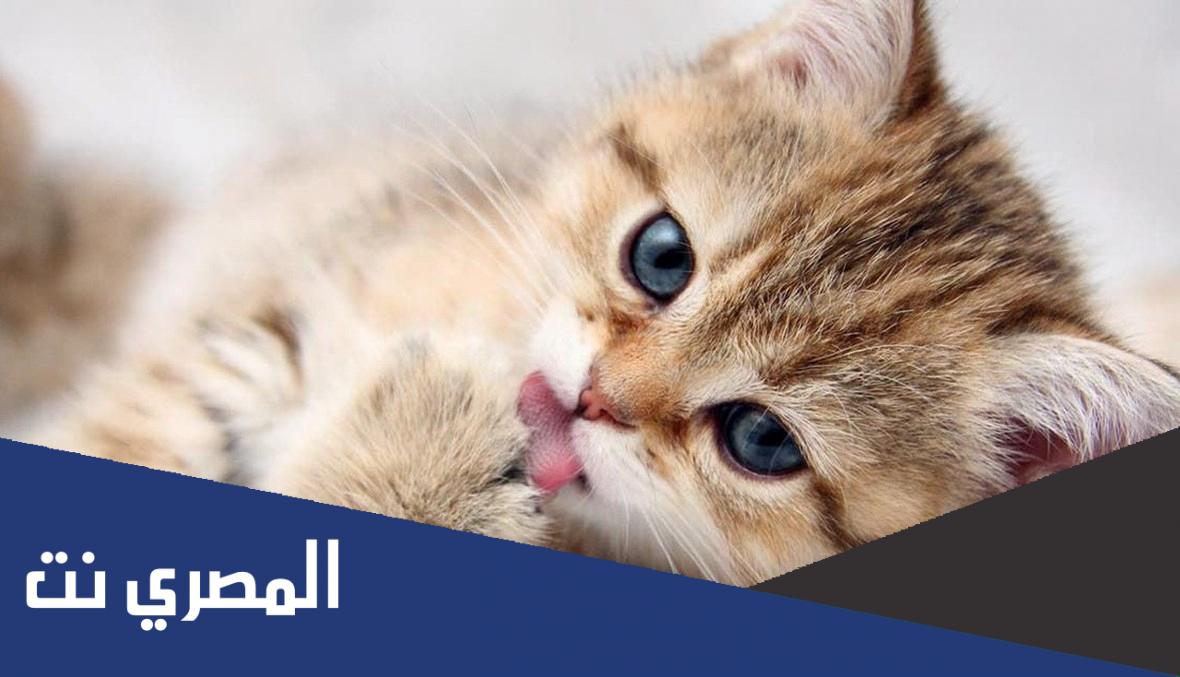 معلومات عن القطط المنزلية 