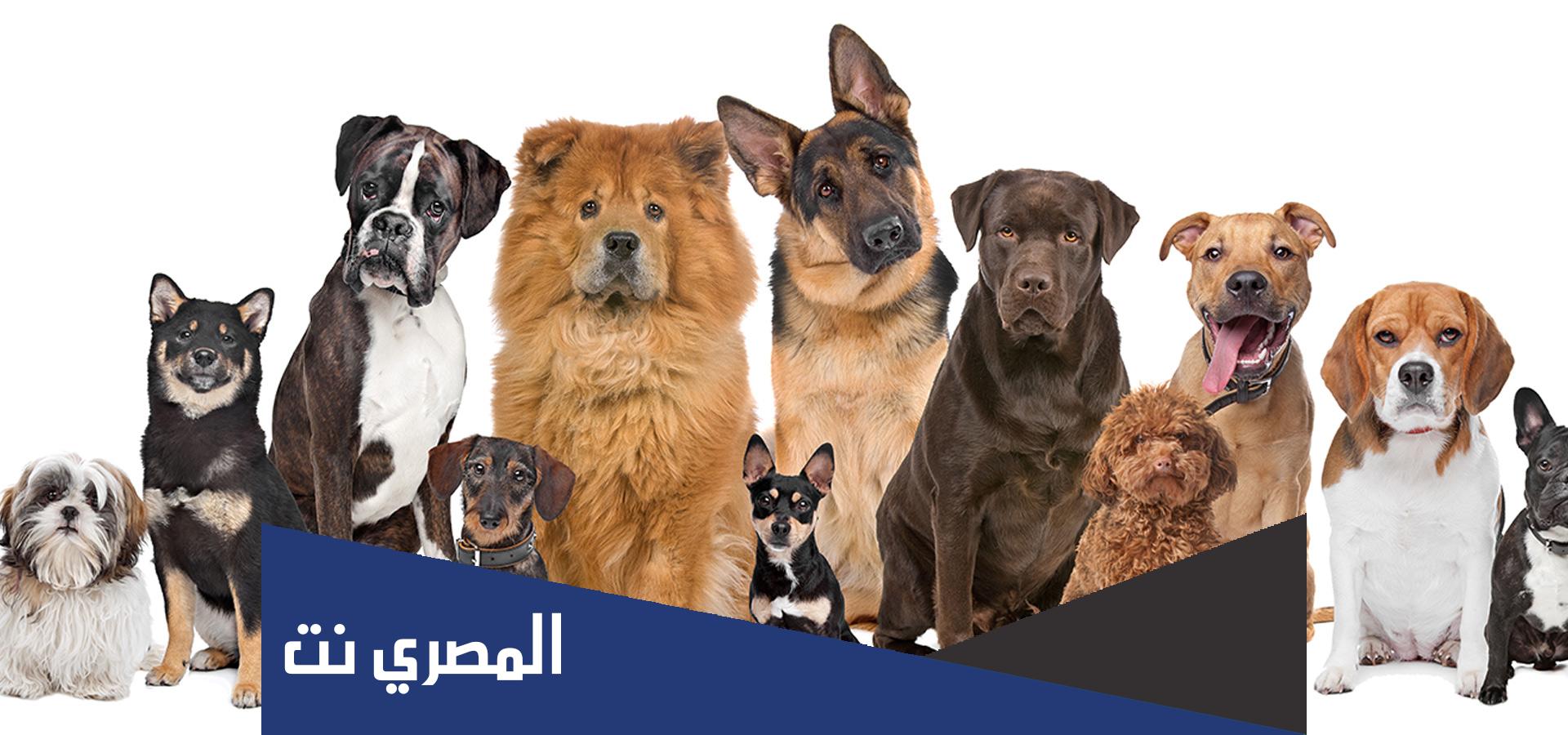 معلومات عن الكلاب لا تعرفها
