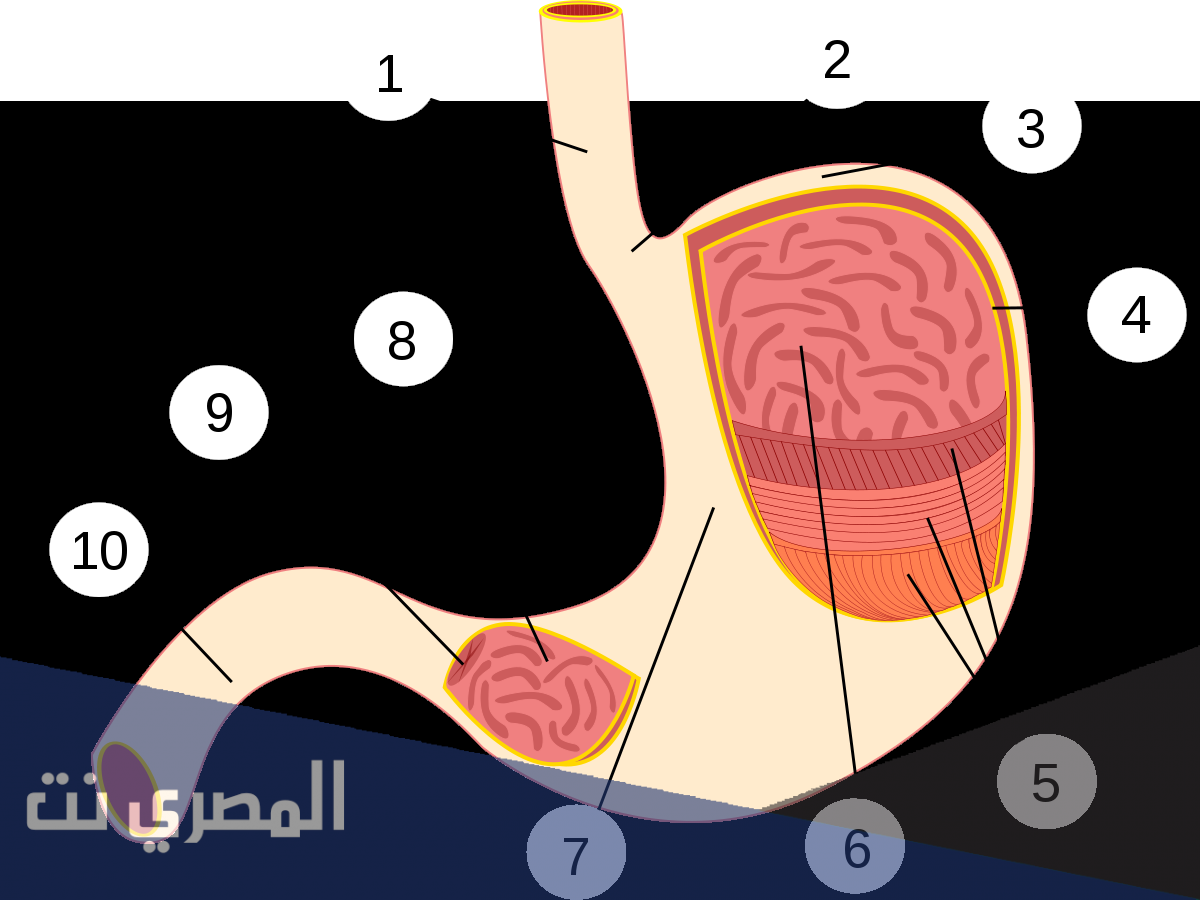 معلومات عن المعدة العصبية