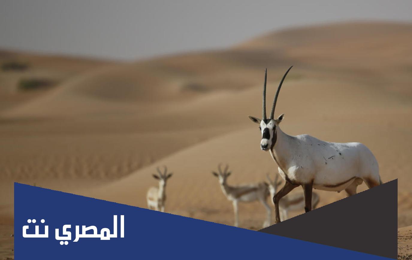 معلومات عن المها العربي صفاته مواطنه حركته وغذاؤه