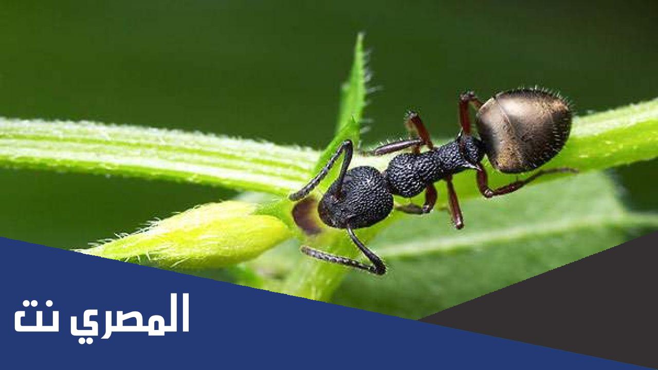 معلومات عن النمل وحياته