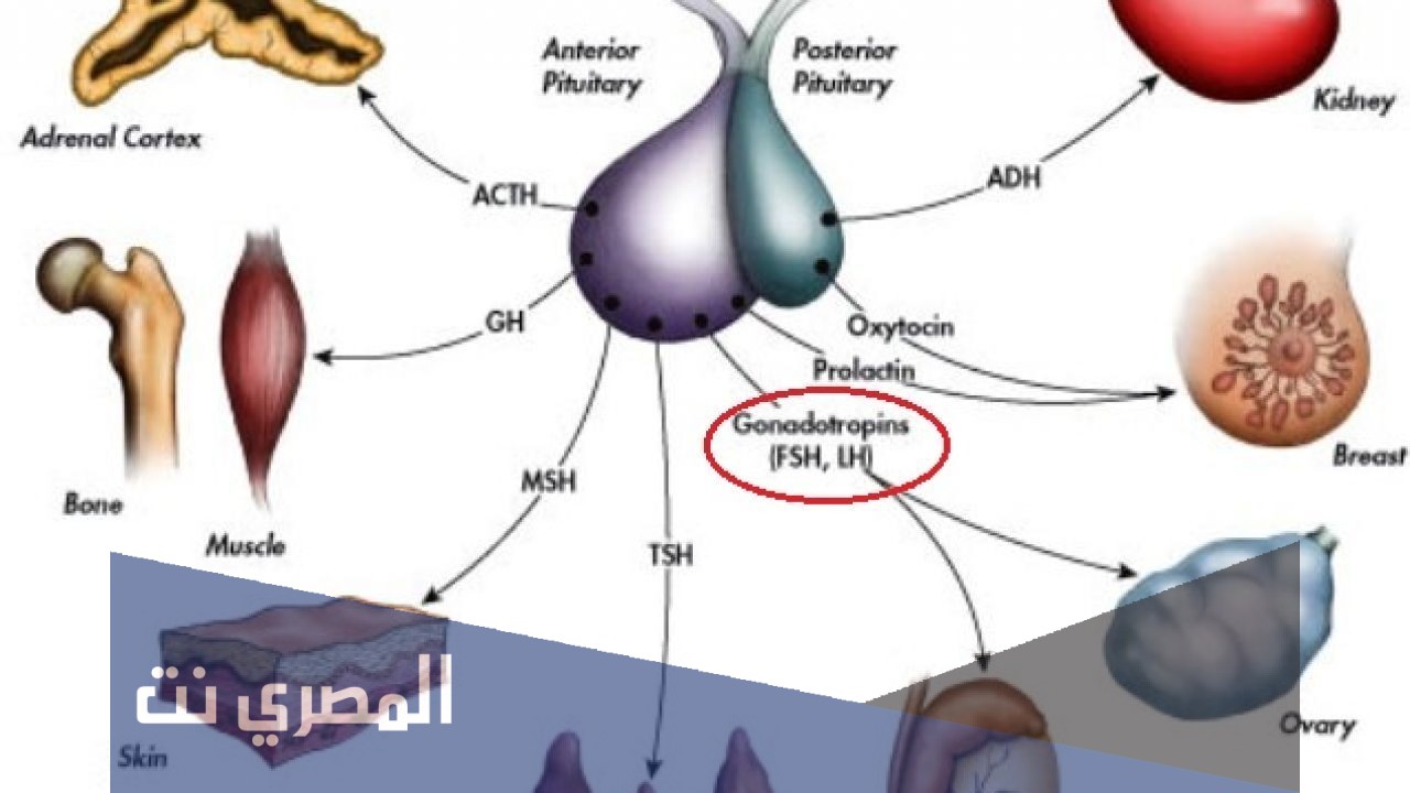 معلومات عن تحليل LH
