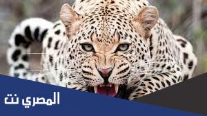 معلومات عن تربية الحيوانات الخطرة في المنزل