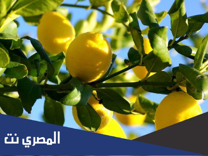 معلومات عن شجرة الليمون