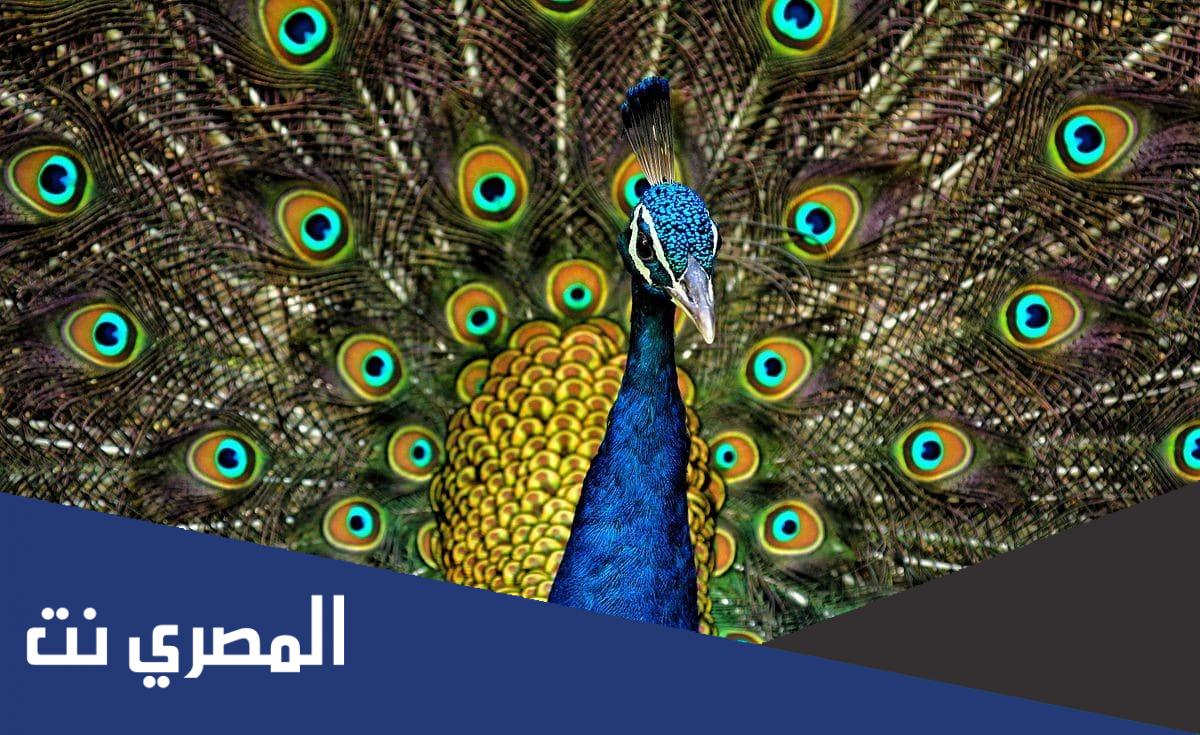 معلومات عن طائر الطاووس