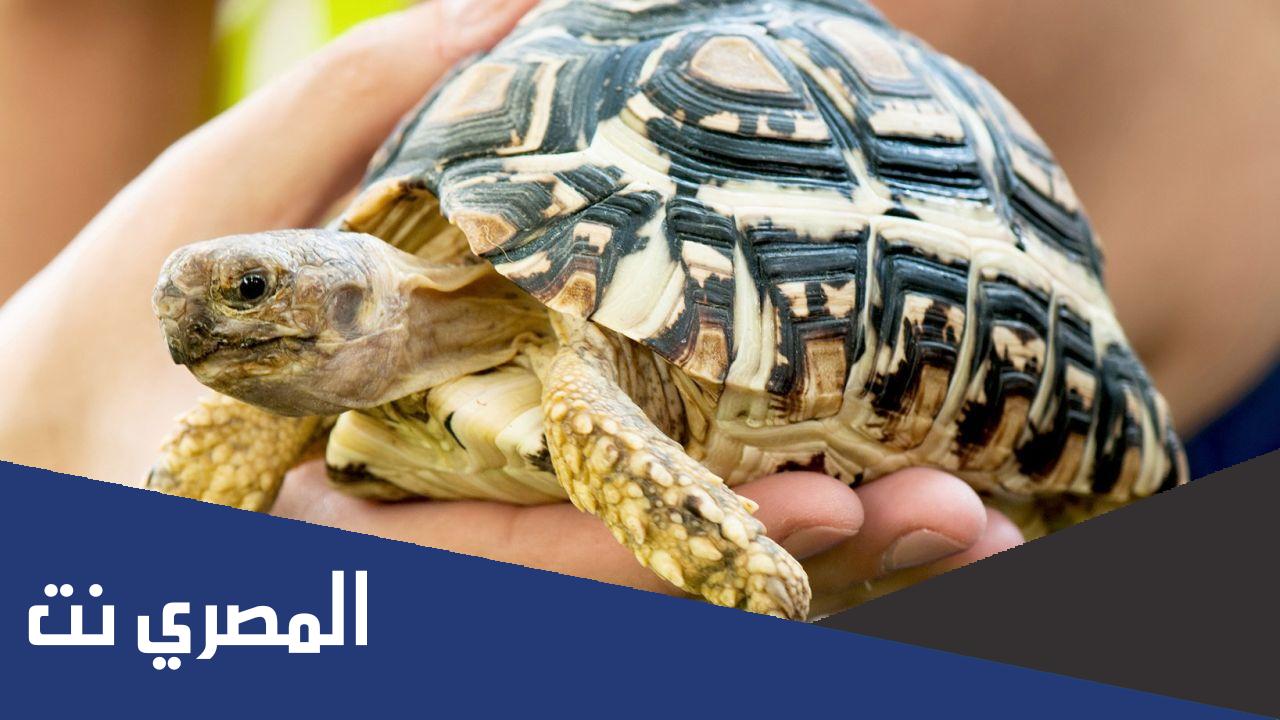 معلومات عن فوائد السلحفاة البرية في المنزل