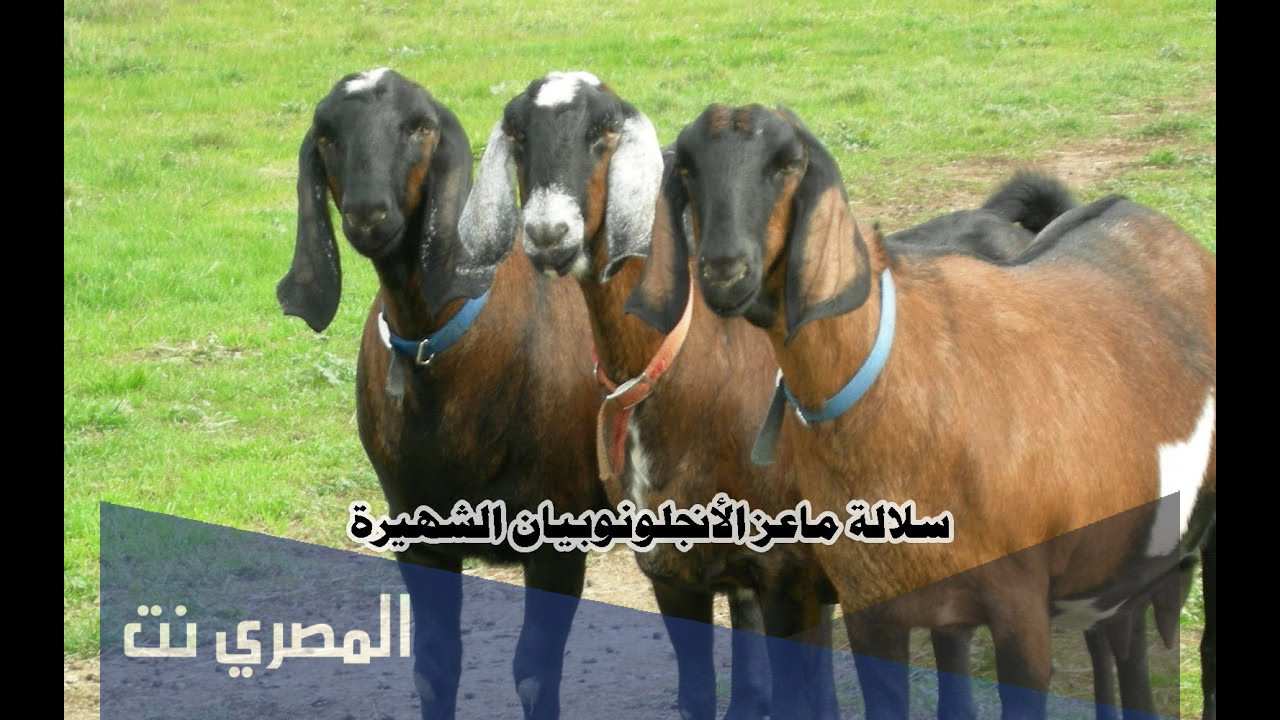 معلومات عن ماعز الأنجلونوبيان