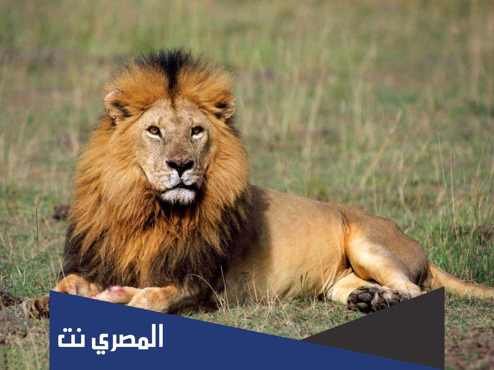 معلومات غريبة عن الأسد