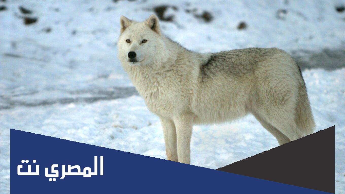 معلومات غريبة عن الذئاب