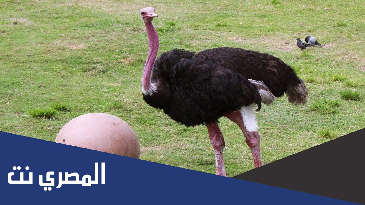 معلومات غريبة عن النعامة