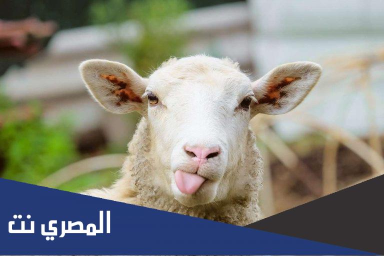 معلومات عن الخروف ومكانته في الإسلام