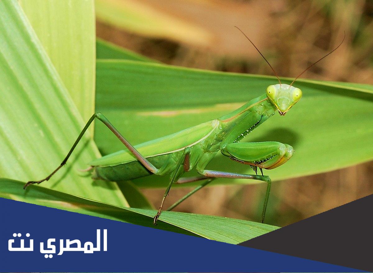 معلومات مهمة عن فرس النبي