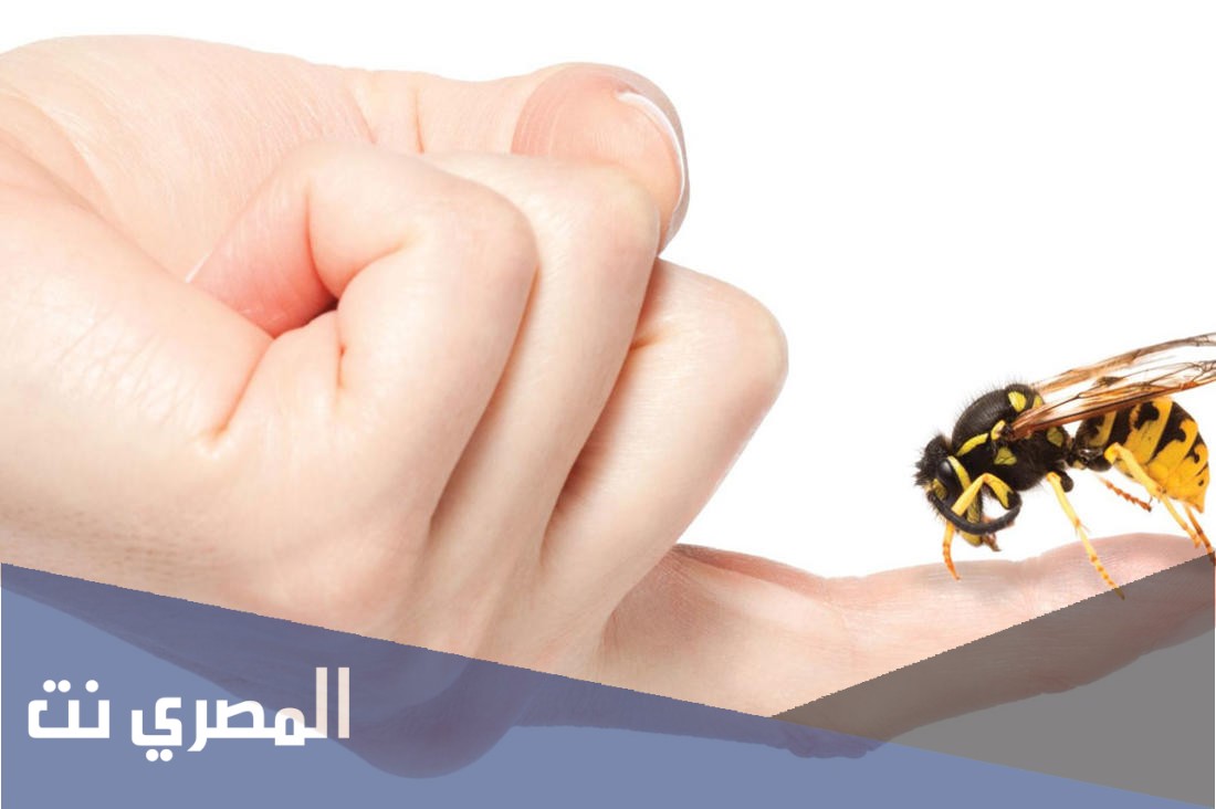 معلومات نادرة عن قرصة النحلة