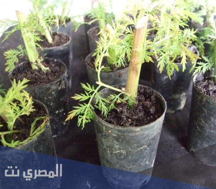 من النباتات التي يمكن تكثيرها بواسطة العقل الساقية الغضة