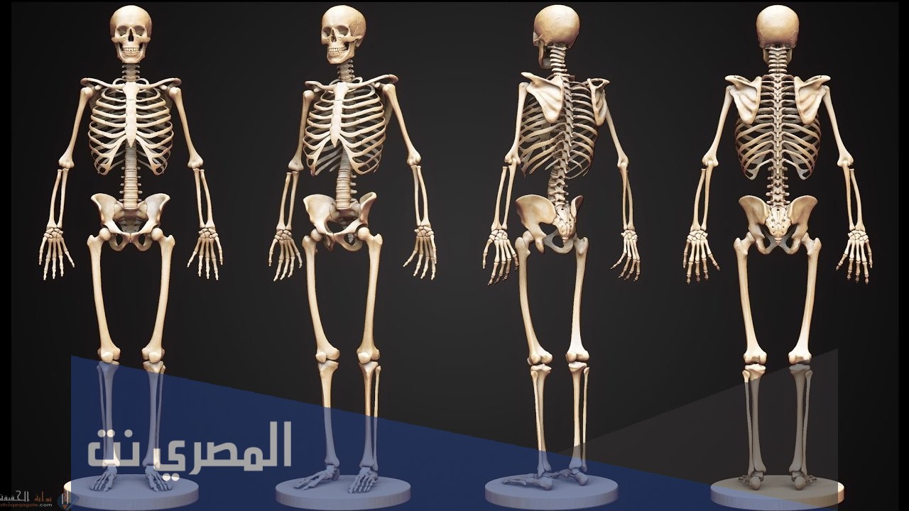 موضوع تعبير عن الجهاز الهيكلي