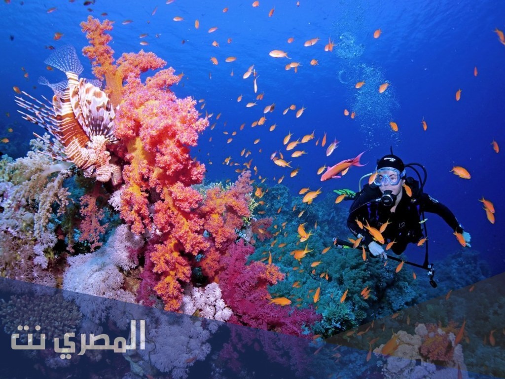 موضوع تعبير عن المستعمرات المرجانية