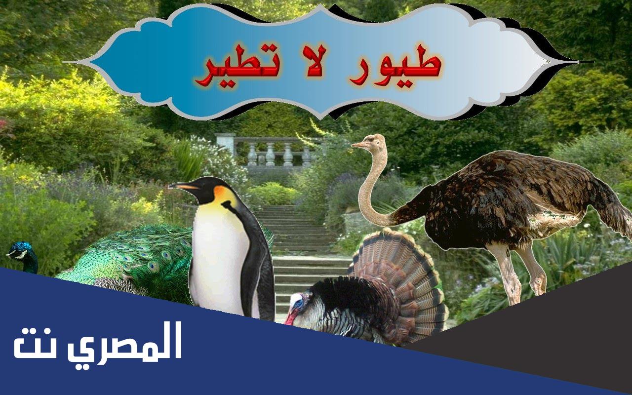 موضوع تعبير عن طيور لا تطير كامل