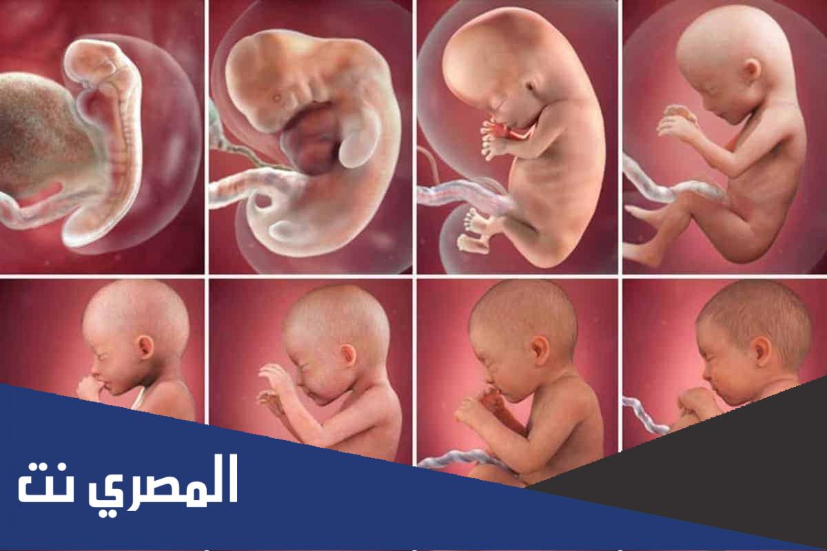نبض الجنين وعلاقته بجنسه