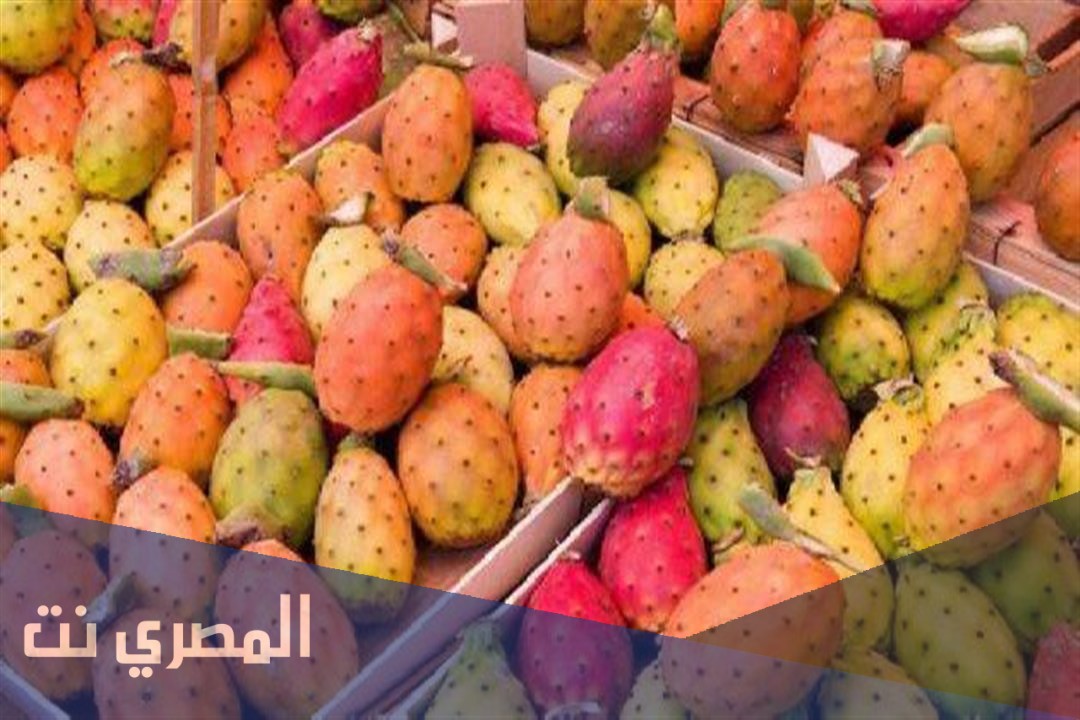 هل التين الشوكي يرفع نسبة السكر في الدم