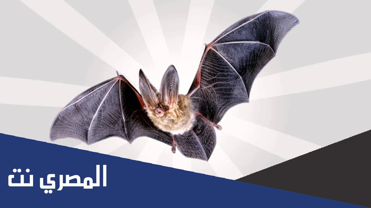هل الخفاش اعمى
