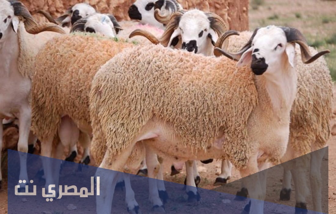 هل يجوز ذبح الأضحية يوم عرفة وأحكام الأضاحي