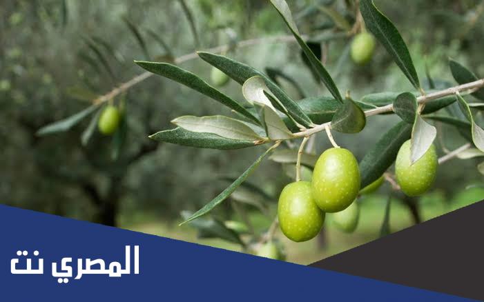 فوائد ورق الزيتون للبشرة والجسم