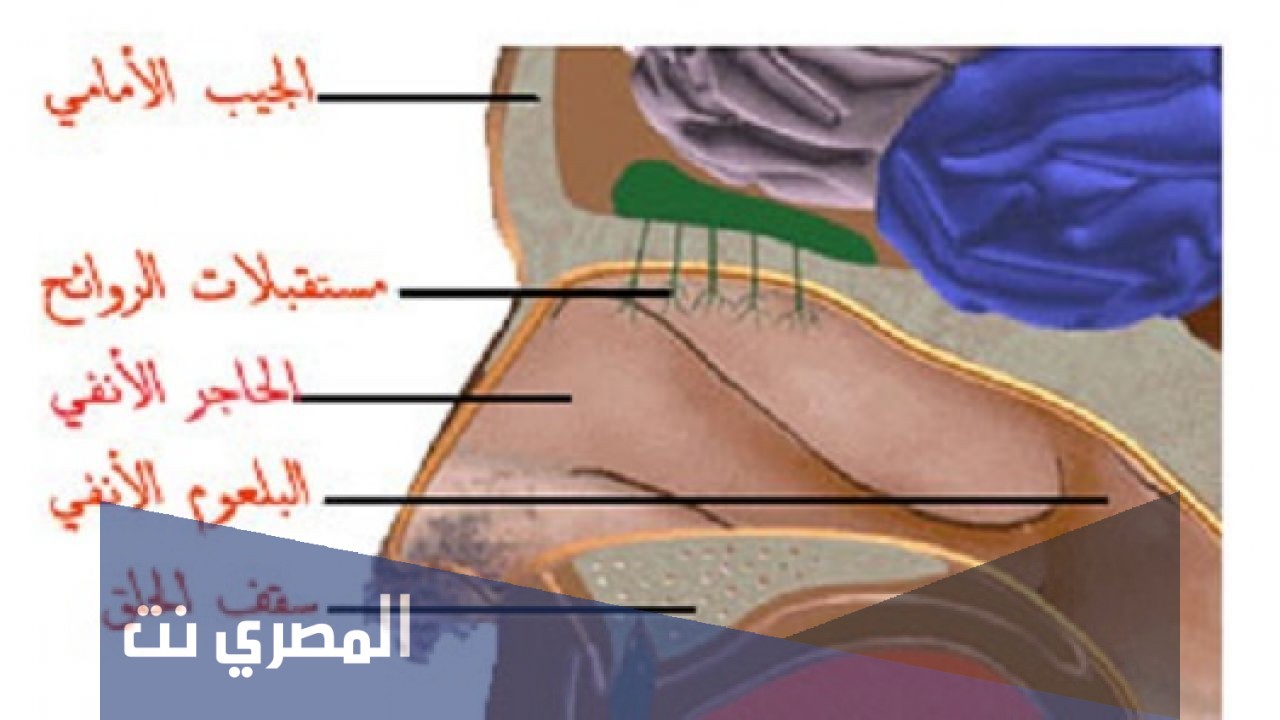 وسائل الدفاع المتوفرة في الأنف