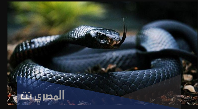 تفسير رؤية أفاعي سوداء في المنام