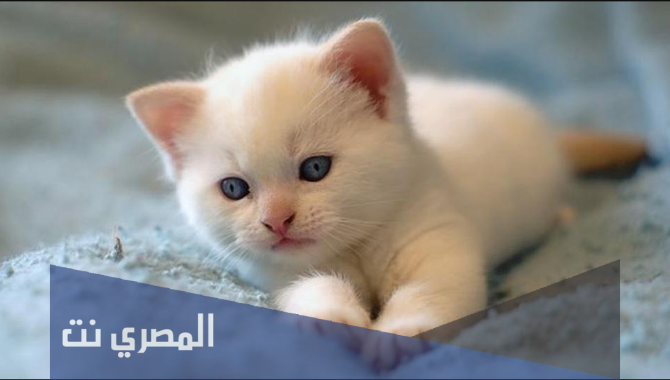 ما هو تفسير رؤية القطط في المنام للامام الصادق
