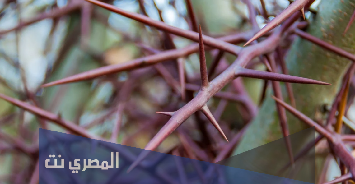 ما هو تفسير رؤية الشوك في المنام وأزالته من الجسم