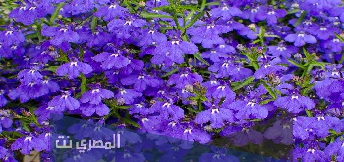 عشبة اللوبيليا في السعودية ماذا تعالج