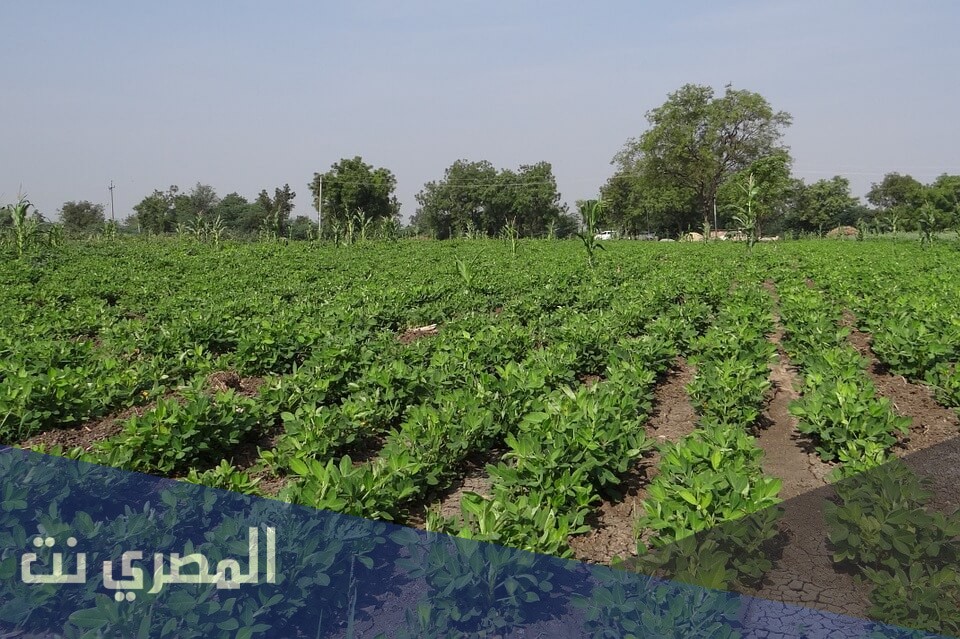 ما هي الزراعة الشريطية ؟