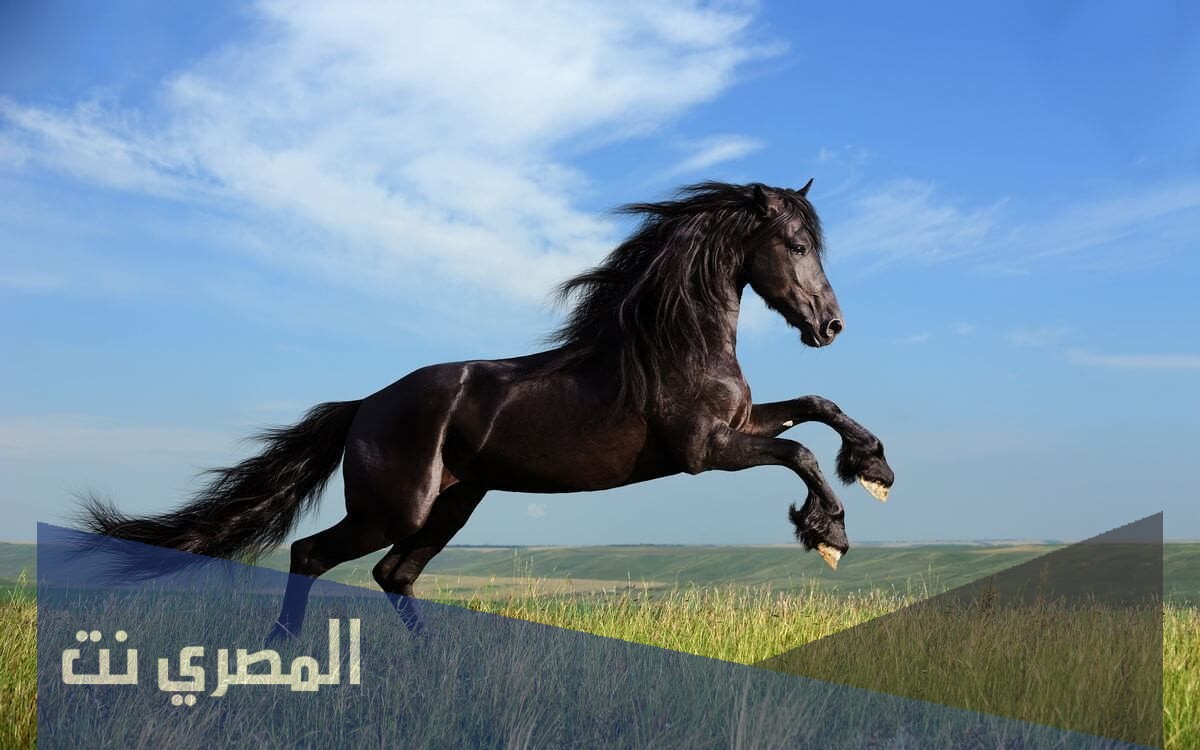 كلمات شيلة لا تحسبوني لبست من الليالي السواد