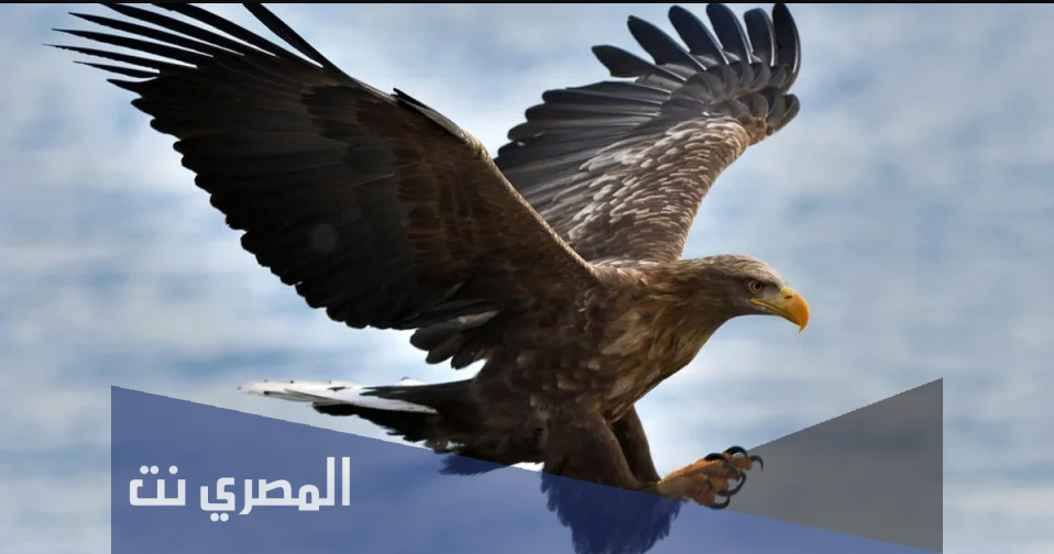 النسر في الحلم بالتفصيل لابن سيرين