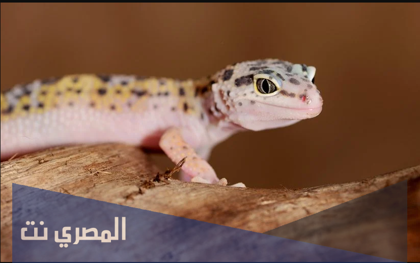 تفسير رؤية الوزغ في الحلم تفسير الامام الصادق