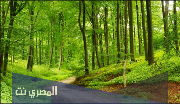 تفسير رؤية الغابة فى المنام بالتفصيل