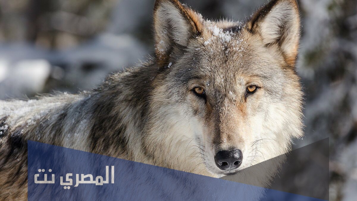 ما هو الحيوان الذي يبر والديه و يراعيهم عند الكبر و لا يتزوج من محارمه و لا يخون زوجته